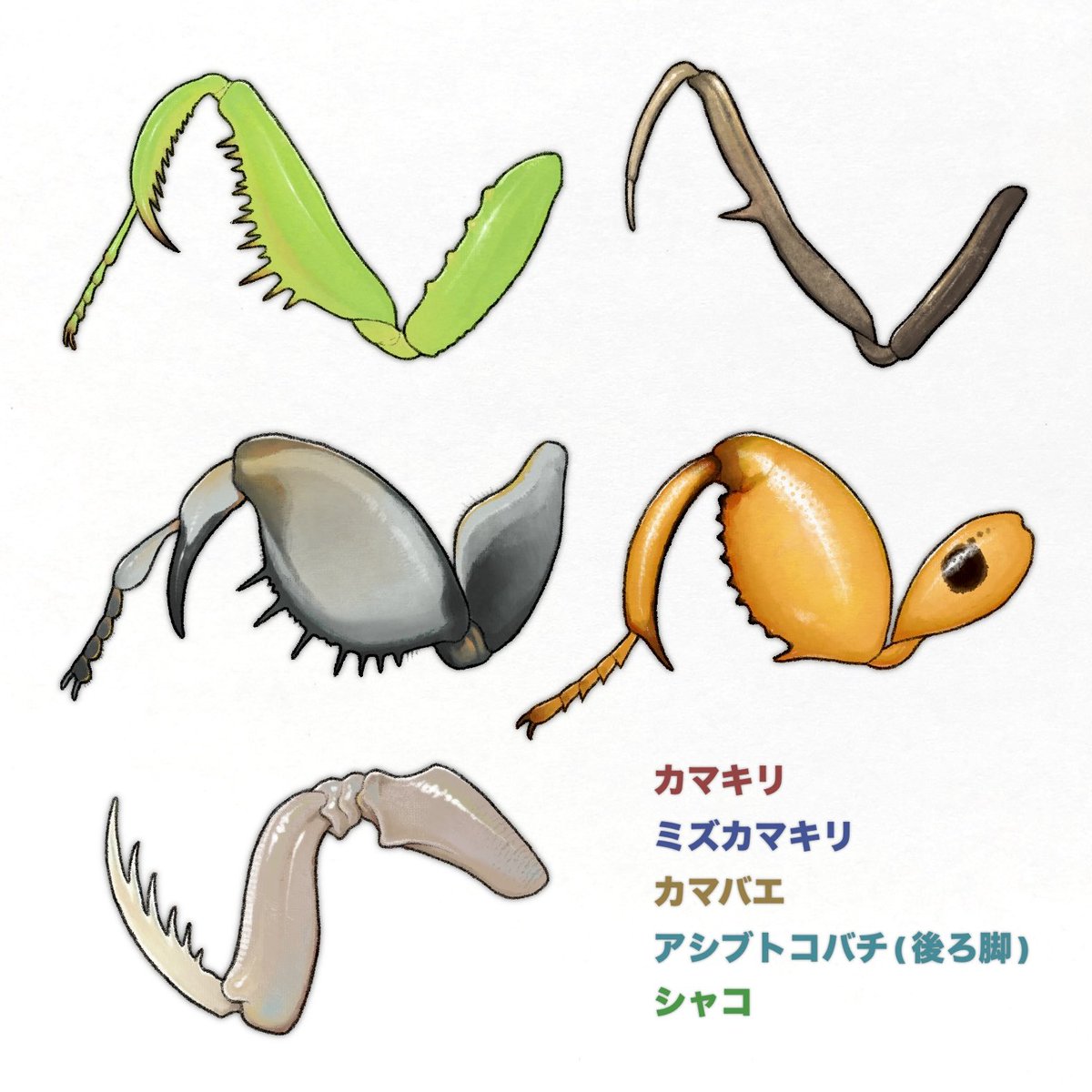 nao70shark1's tweet photo. 節足動物が創り出した最高の造形の一つが"捕脚"！！！

獲物をガッチリ掴むために脚を進化した結果行き着く先はおんなじだった(収斂進化) https://t.co/LAhkP2hml5