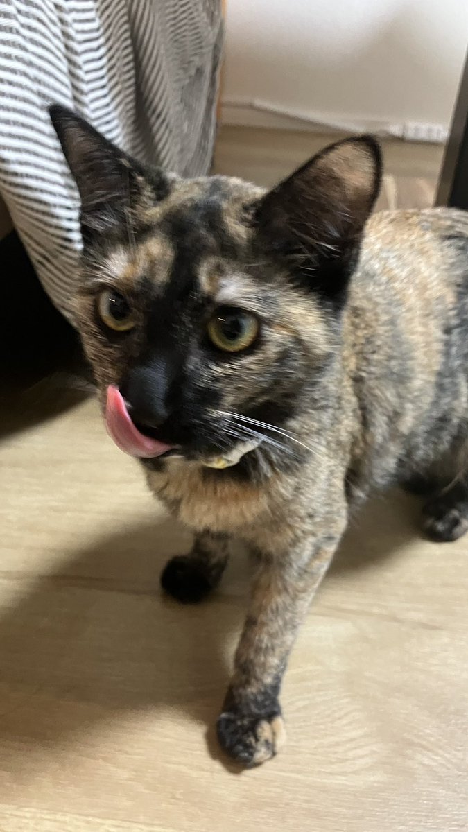 Daisy_sabi's tweet photo. おやつ美味しかったね〜

 #サビ猫 https://t.co/syca96grQC