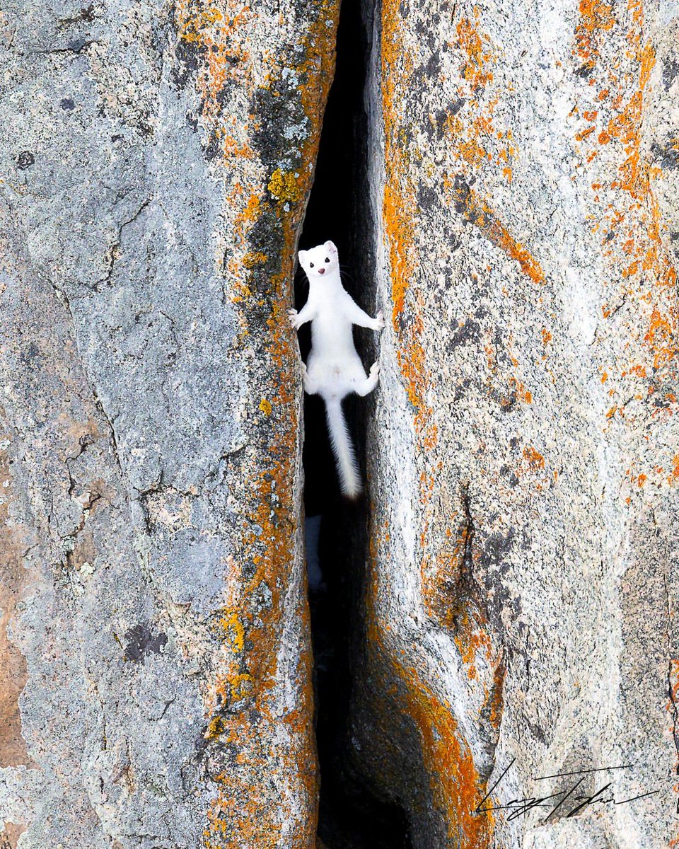 AMAZlNGNATURE's tweet photo. Ermine squeezes through a narrow rock crevice

Photographer Larry Taylor captured this beautiful moment of an ermine moving between the rocks. Their slender bodies help them navigate tight spaces while hunting, and their fur turns white in winter for camouflage https://t.co/6x56e4c0Sc