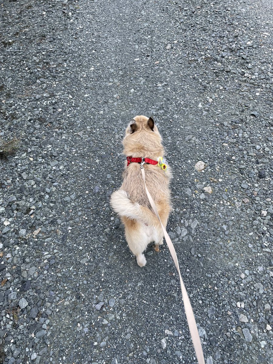 Sugar_maple_'s tweet photo. 今日、やっと久しぶりに
散歩に行けました🐾
お腹不調なので明日病院行きます💦
 #犬のいる幸せ  #犬のいる暮らし 
 #犬のいる生活  #チワパグ https://t.co/Ay8s2btkIj