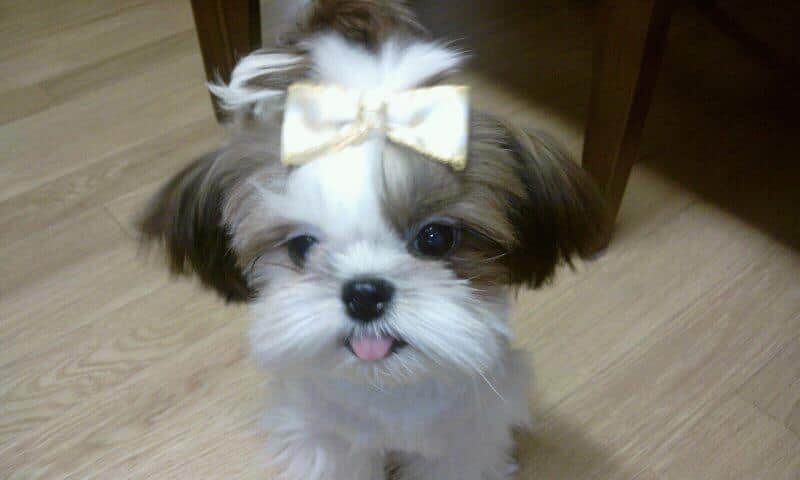 temenokoe's tweet photo. 안녕 트친
오늘은 눈에 넣어도 안 아프고 내 수명 절반 떼어주고 싶었던 내 강아지의 1주기야
다들 인사하고 이제 더이상 안 아프고 행복하게 있길 기도해줘 https://t.co/Or5W39AceP