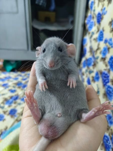RatInControl's tweet photo. big chungus https://t.co/DneNmFQUiC