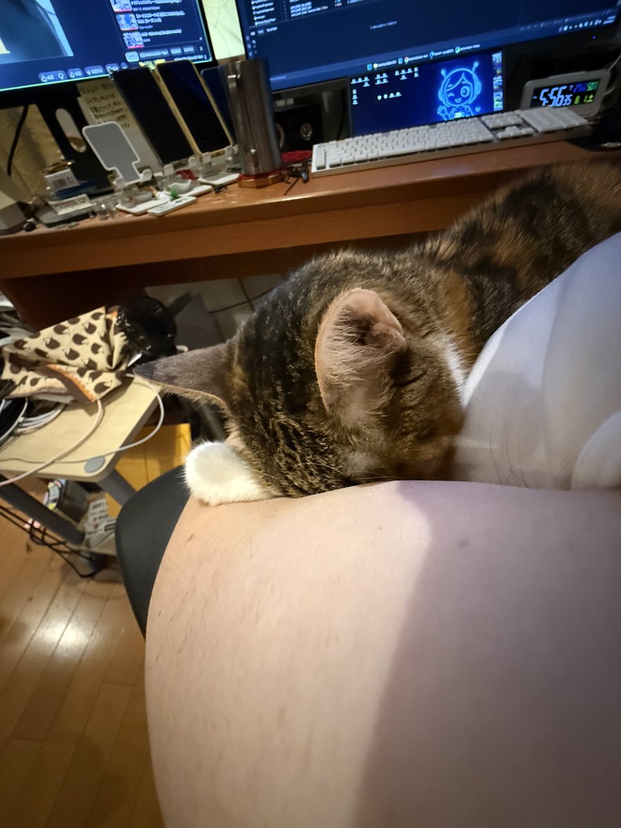 cream_jam's tweet photo. なんかすごい見てくれる人がいるので、こはくって名前だけど見てあげて欲しい。布団に一緒に潜ったり、仕事前に隠れたり、腕に顔を埋めたり、一人で遊んだり、また会いたいな
#猫 https://t.co/fUSag8V9eo