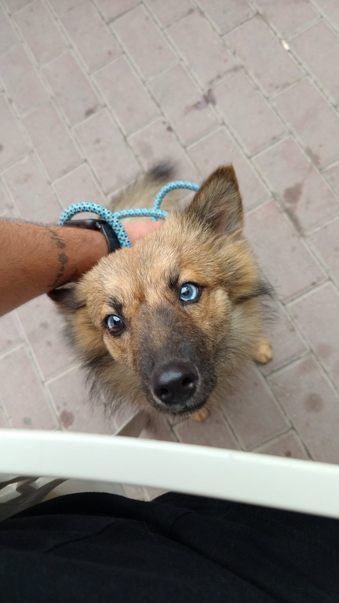 Tertulfo's tweet photo. Adoptadita esta preciosidad malagueña https://t.co/ephCgIxVmp