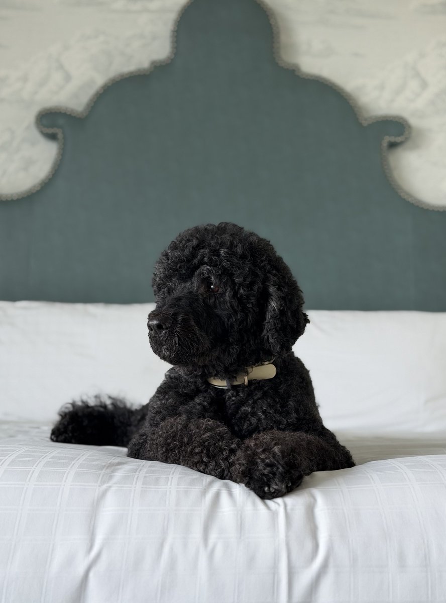Georgestraitg6's tweet photo. Yesterday, we lost a cherished member of our family.

We got Sunny at the start of our second term in the White House, and all of us – including our first dog, Bo – immediately fell in love. We also had trouble keeping up with her, for Sunny was a force of nature. https://t.co/IHzuTbpRDg