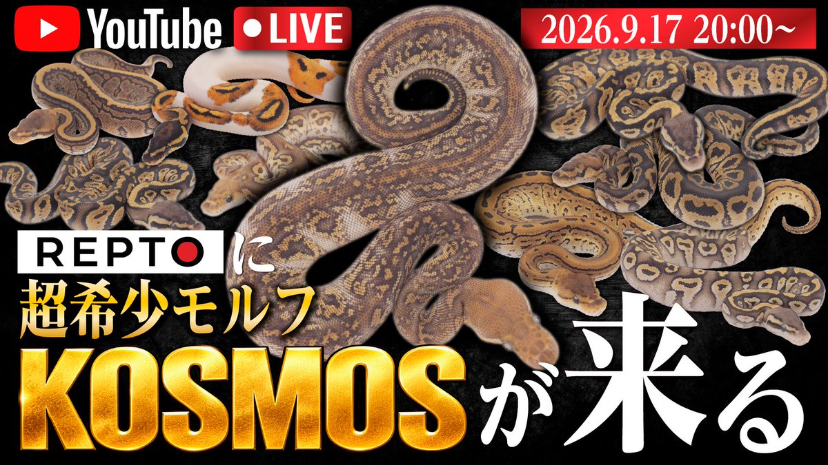 reptilestokyo_a's tweet photo. あと30分で宴が始まります!!

世界最高峰のグラナイト "KOSMOS"
そして "White Flame" の極美個体たち。

本日20:00〜 YouTube LIVE
https://t.co/U26w8gKect

#ボールパイソン #爬虫類 https://t.co/UhYoQuSzG7