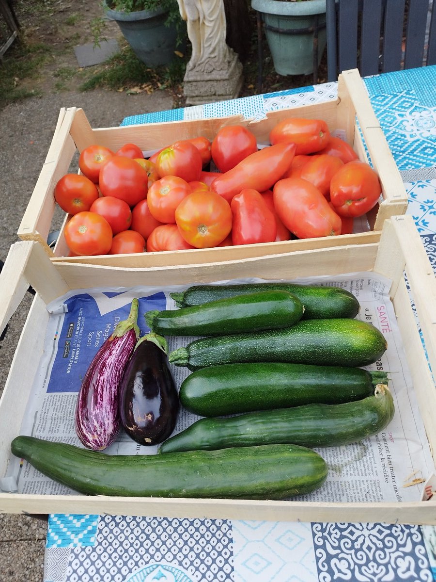 laroulotte49's tweet photo. Ce matin chez le producteur à Mortagne sur sèvre : 
17€ les 2 cagettes. 
Qui dit mieux ? 
Ratatouille et sauce tomate en approche 😉
#tomates
#courgettes
#aubergines
#concombre https://t.co/xLidFJsQmF