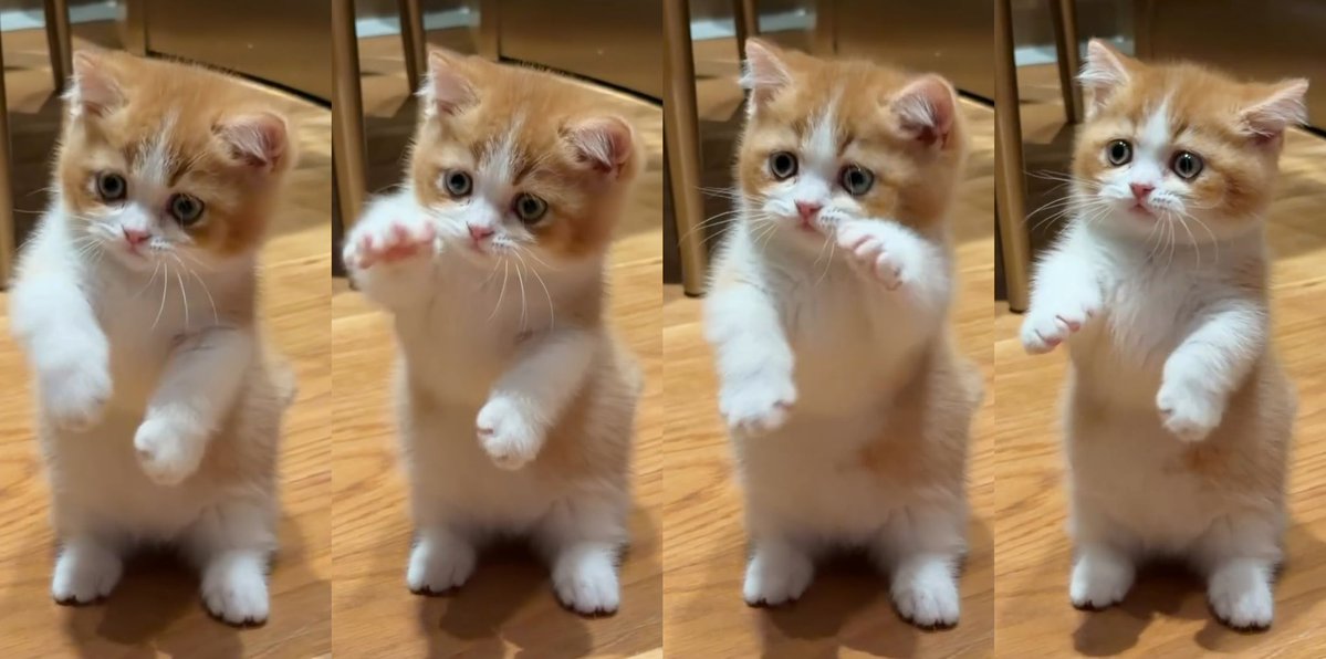 fortuitouslys's tweet photo. cuteness overload 😭✊🏻💘 ( #Felixpp ) https://t.co/KZnSXJ1hWq
