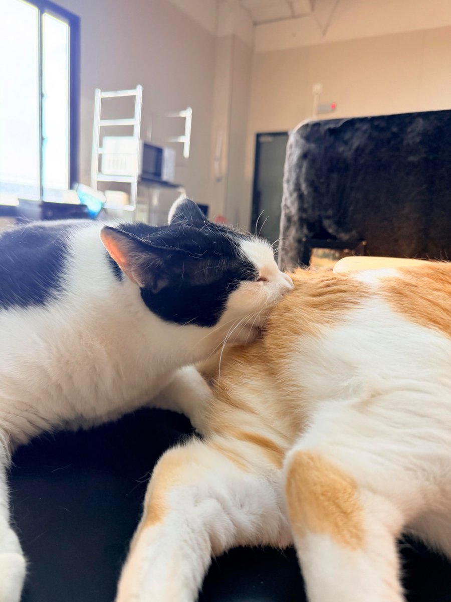 nocontextscats's tweet photo. freaky https://t.co/Eum67w2cU9