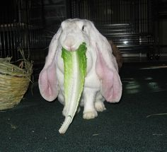 ashyaywoohoo's tweet photo. the lettuce is like the length of the ears... wow... https://t.co/U0F4T1csk0