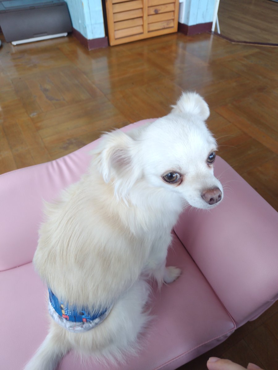 ZURAjooy's tweet photo. 撫でるのやめた時にこっち向くの好き https://t.co/FZaCNHRuN7
