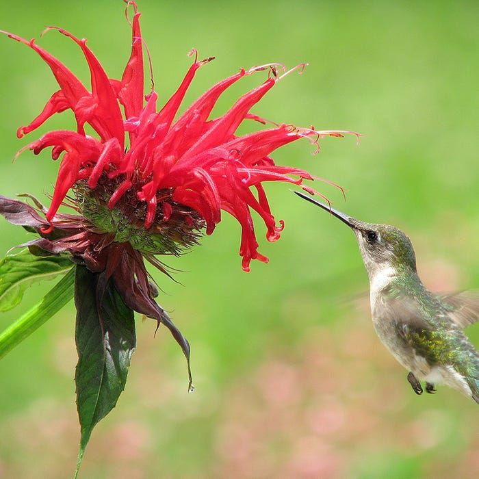 TheBiotaDiary's tweet photo. 🕊 Little hummingbirds with Bee Balm 

#beebalm #flower #diary https://t.co/34KGv0vUqi
