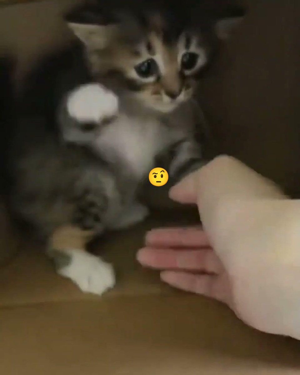 Catsworldtweet's tweet photo. https://t.co/LgFbmCSx1C