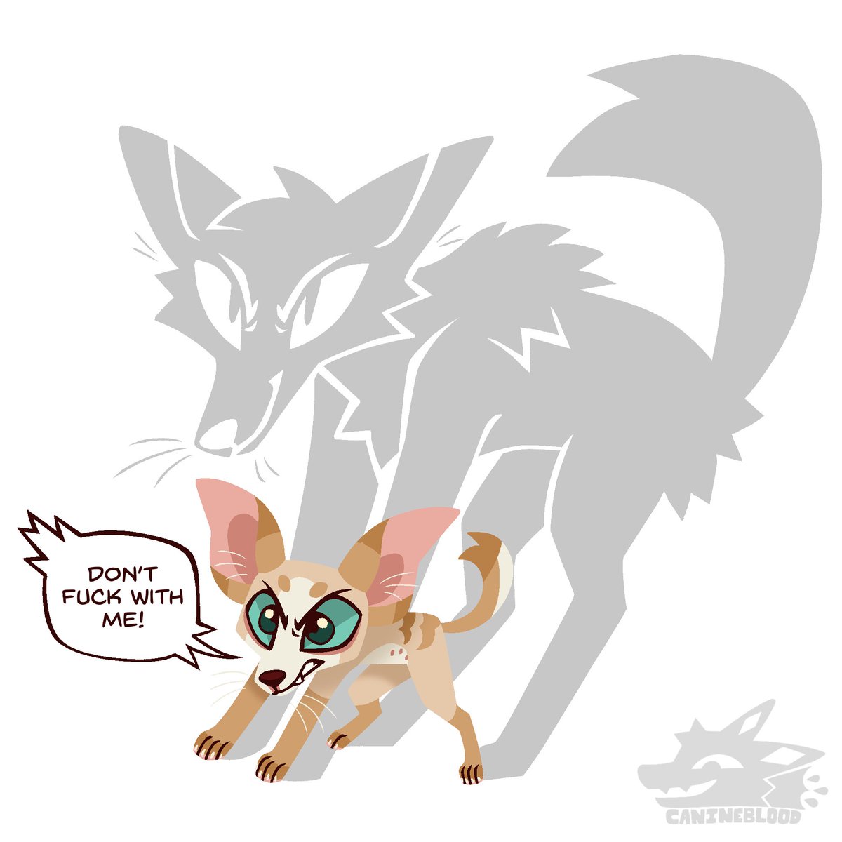 CANlNEBLOOD's tweet photo. Read a study last night that found that chihuahuas and coyotes actually share a lot of dna! Which… actually makes a lot of sense when you think about it… https://t.co/o3yRRAqSAb