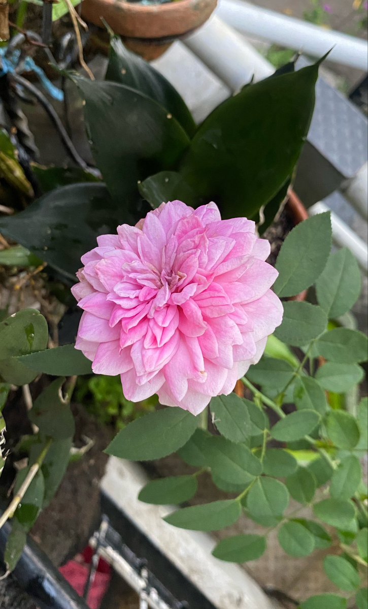 Indiramnk1's tweet photo. @yuliakoxi Ada tanaman bungaa cantik iniihh 🌸 https://t.co/yWlbyg657b