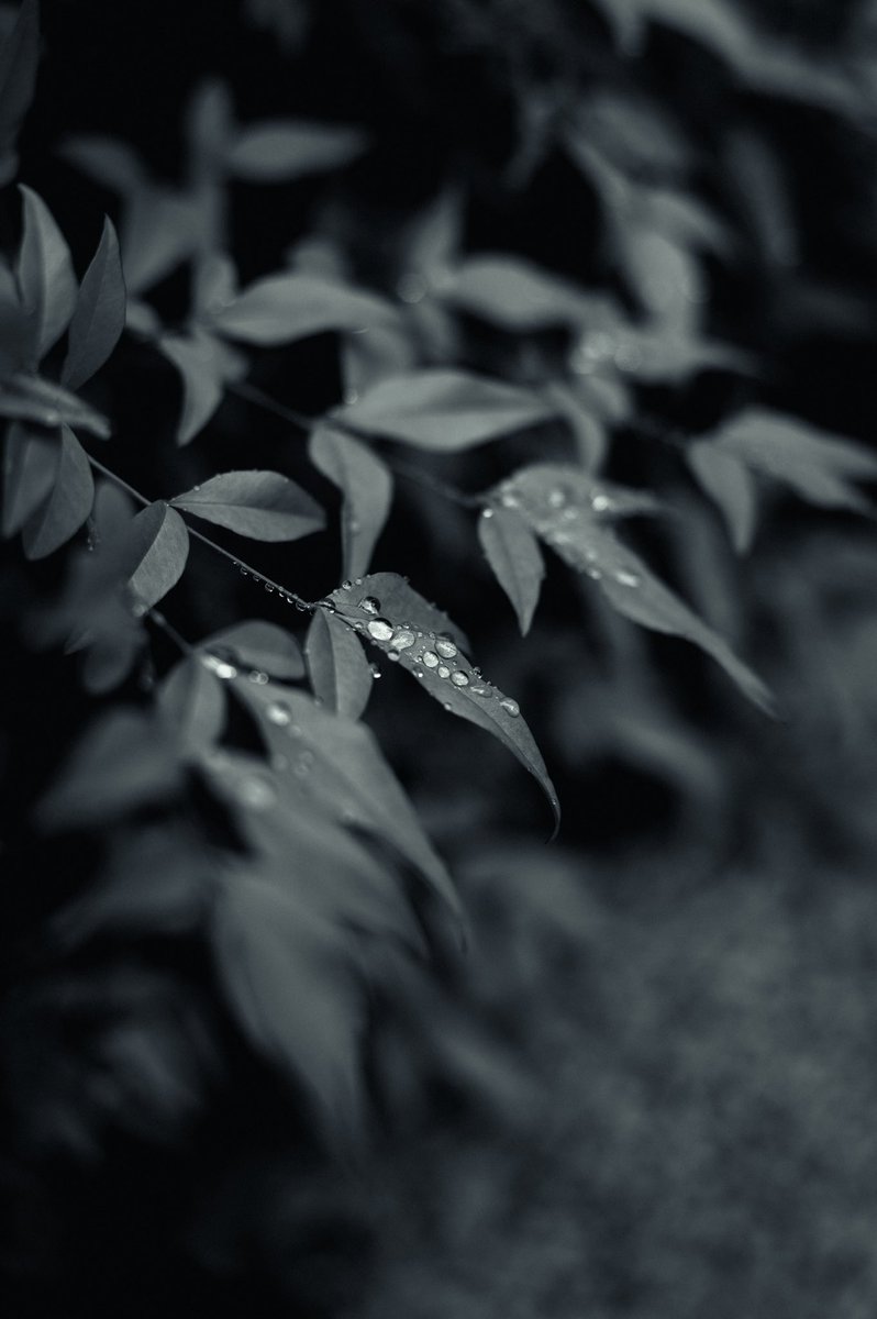 pachitamao's tweet photo. これだけクロップしても荒くないsigma fp Lに高画素の強みを感じた https://t.co/yAwjyGpwPt