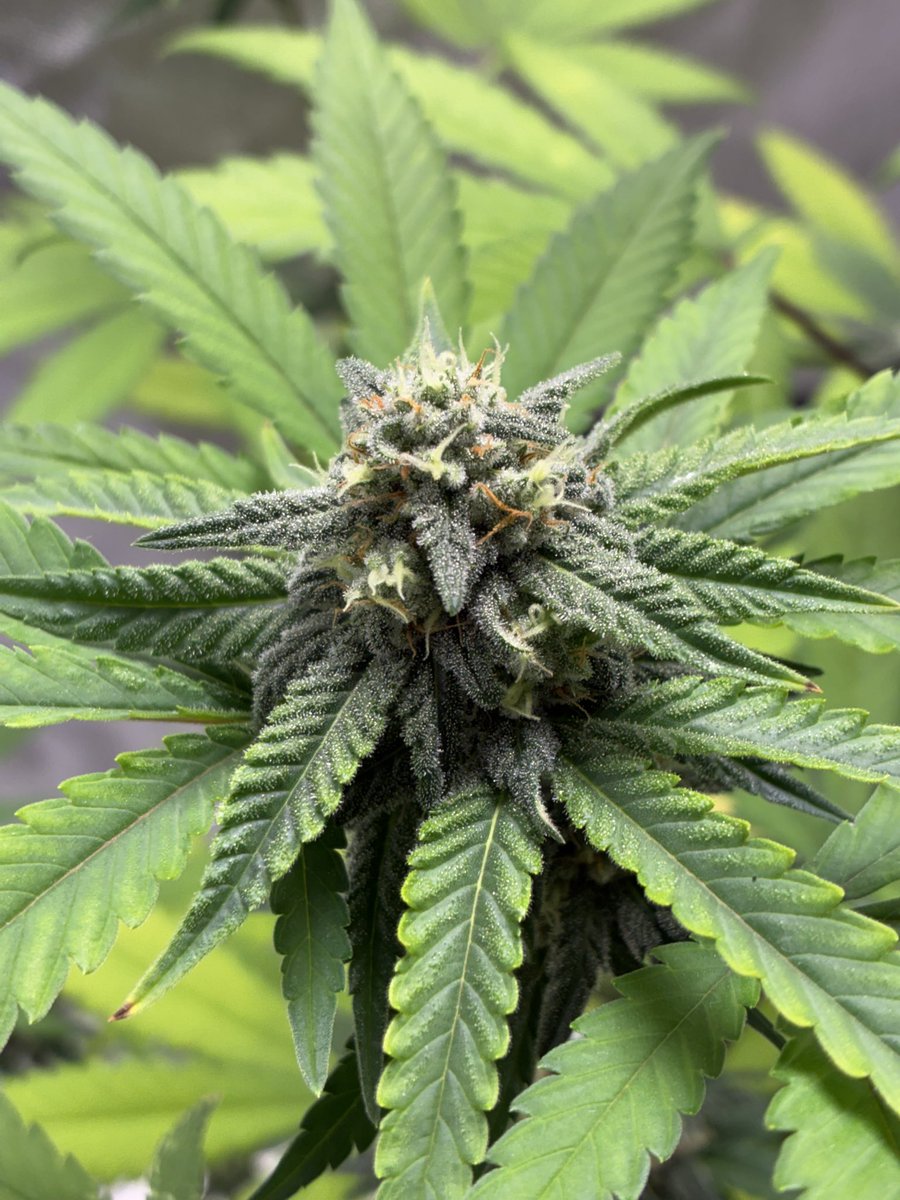 CannabisGoon's tweet photo. 🪴 Cannabis Grow Diary
Strain: FrostBanger Auto from @Fast_Buds 
Day 56 from seed
LED Grow light @MarsHydroLight TS600
📝 Note: we’re stopping nutrient feeding and starting to flush. She’s starting to fade
.
🔗 Watch me grow weed on @grow_diaries 

https://t.co/Q5UUWKCh3R https://t.co/dzp8TcLQht