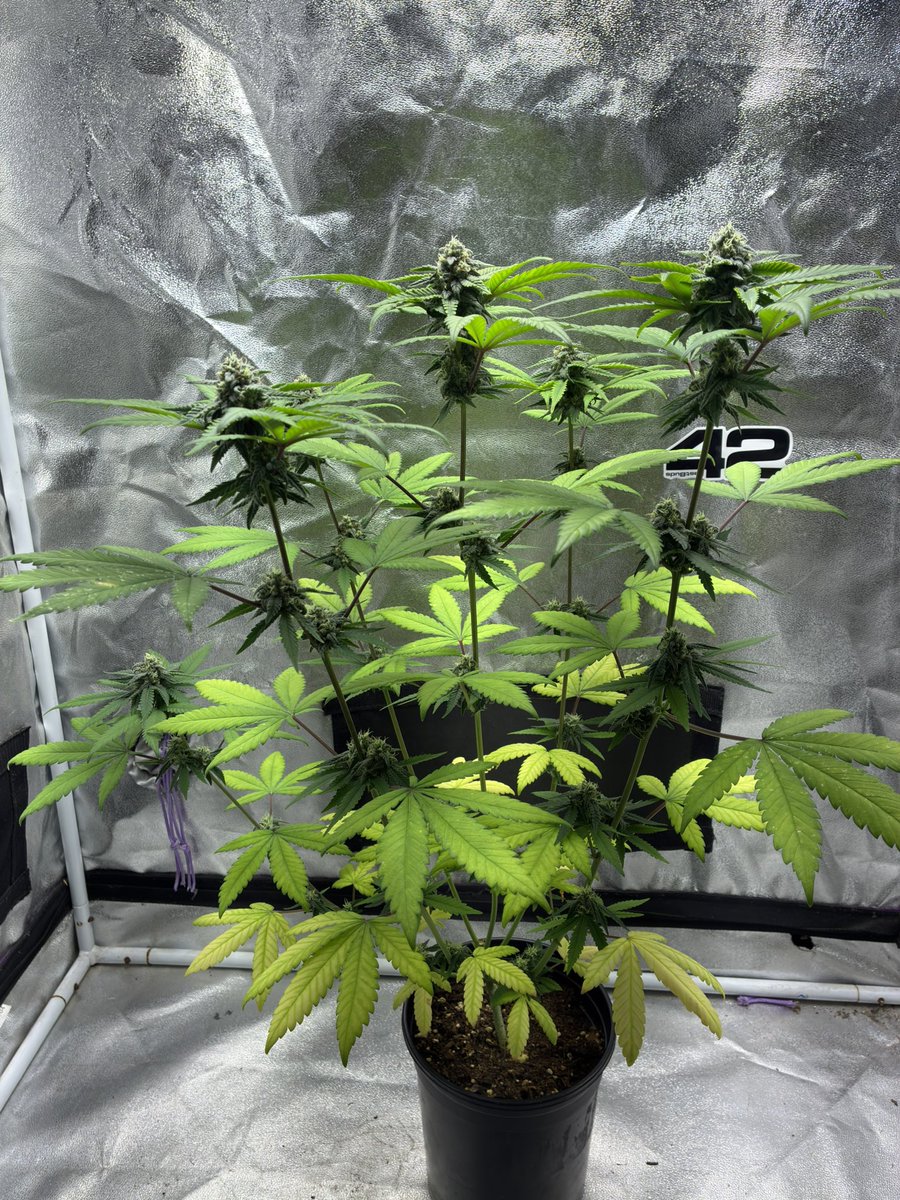 CannabisGoon's tweet photo. 🪴 Cannabis Grow Diary
Strain: FrostBanger Auto from @Fast_Buds 
Day 56 from seed
LED Grow light @MarsHydroLight TS600
📝 Note: we’re stopping nutrient feeding and starting to flush. She’s starting to fade
.
🔗 Watch me grow weed on @grow_diaries 

https://t.co/Q5UUWKCh3R https://t.co/dzp8TcLQht