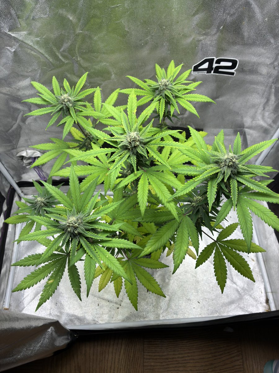 CannabisGoon's tweet photo. 🪴 Cannabis Grow Diary
Strain: FrostBanger Auto from @Fast_Buds 
Day 56 from seed
LED Grow light @MarsHydroLight TS600
📝 Note: we’re stopping nutrient feeding and starting to flush. She’s starting to fade
.
🔗 Watch me grow weed on @grow_diaries 

https://t.co/Q5UUWKCh3R https://t.co/dzp8TcLQht