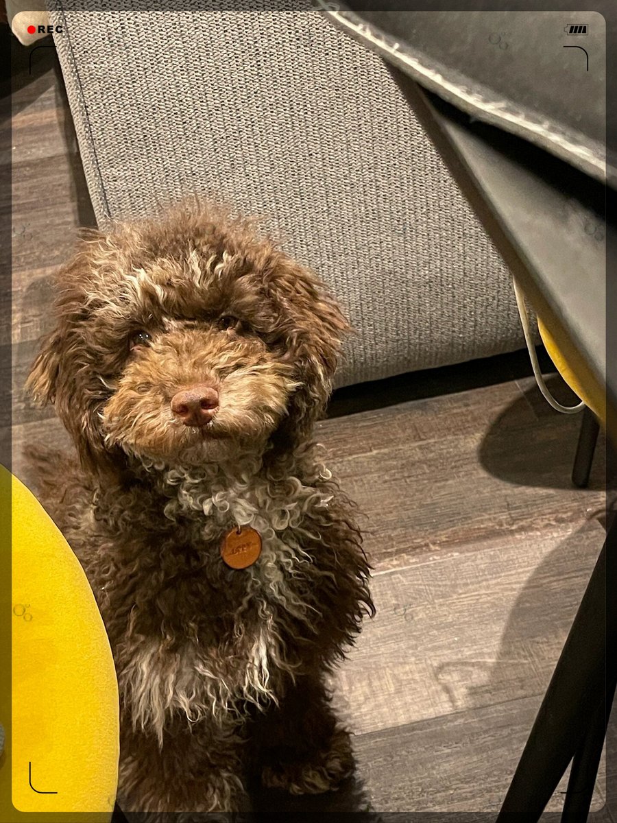 bunbs806178's tweet photo. Coco the rescue pup hit her 6-month mark today! From a wobbly, timid furball to zooming around the yard stealing socks—growth tastes like peanut butter treats and lots of belly rubs ， https://t.co/JL66V7xZHJ