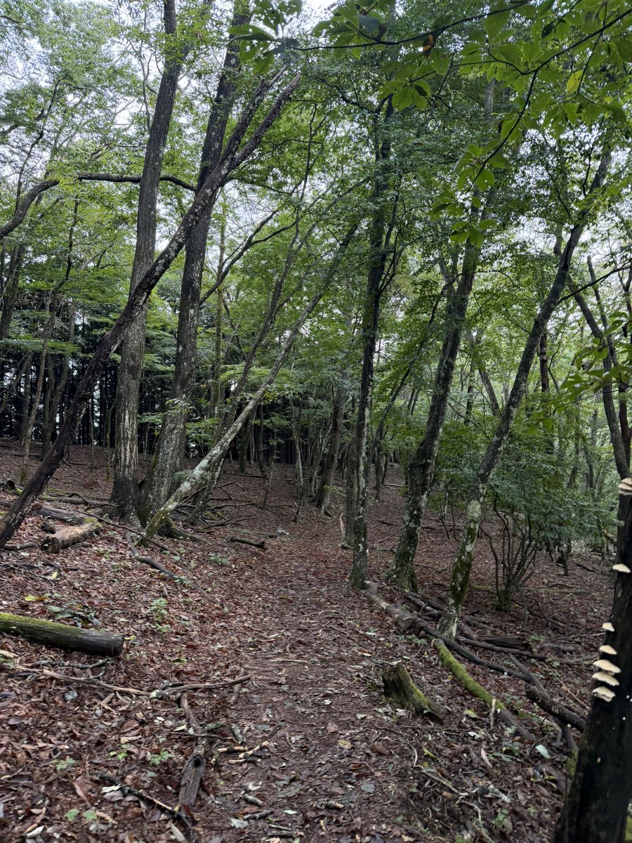 Kazuki_trail's tweet photo. 三頭山〜御前山の区間
レース中は夜で辺りが真っ暗だけど
昼間走ると広葉樹林のめちゃくちゃいいトレイルで気持ちいい。
試走でしか味わえないからフル試走オススメします🫡 https://t.co/uku8tkYKz8