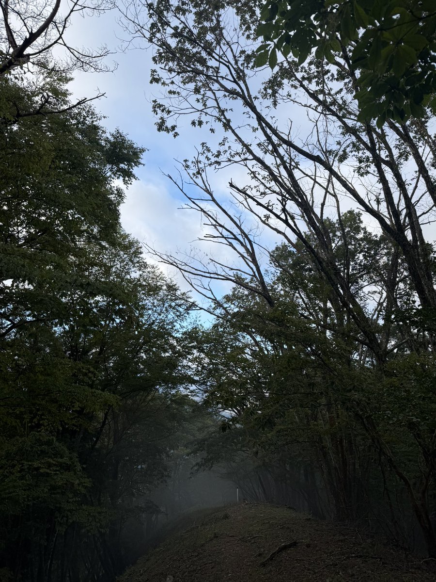 Kazuki_trail's tweet photo. 三頭山〜御前山の区間
レース中は夜で辺りが真っ暗だけど
昼間走ると広葉樹林のめちゃくちゃいいトレイルで気持ちいい。
試走でしか味わえないからフル試走オススメします🫡 https://t.co/uku8tkYKz8