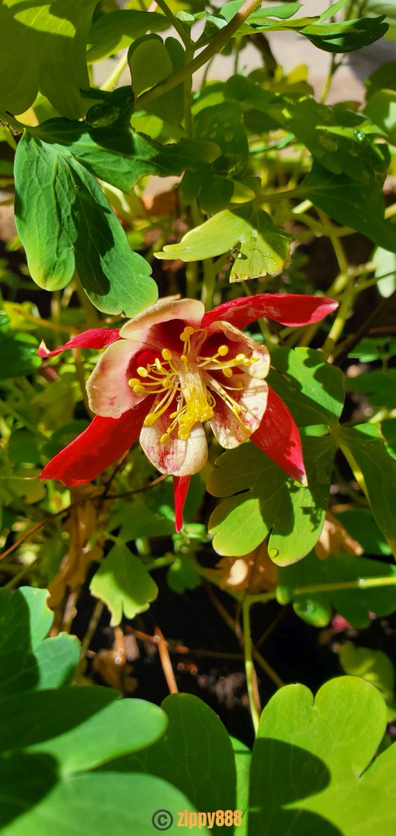 zzippy888's tweet photo. Happy Thursday! β€οΈπ€π
#Columbine #Fall #photography #myplant #bloomscrolling #FlowersonX #FlowersOnThursday https://t.co/8U1BJRYXWZ