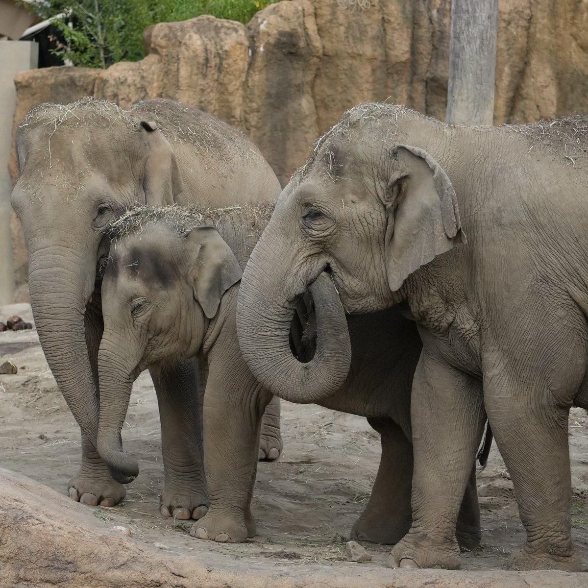 IloveArunboy's tweet photo. ニャインが大好きなタオ😊

＃ニャイン
＃シュティン
＃タオ
＃円山動物園 https://t.co/7Nwlzz38ZP