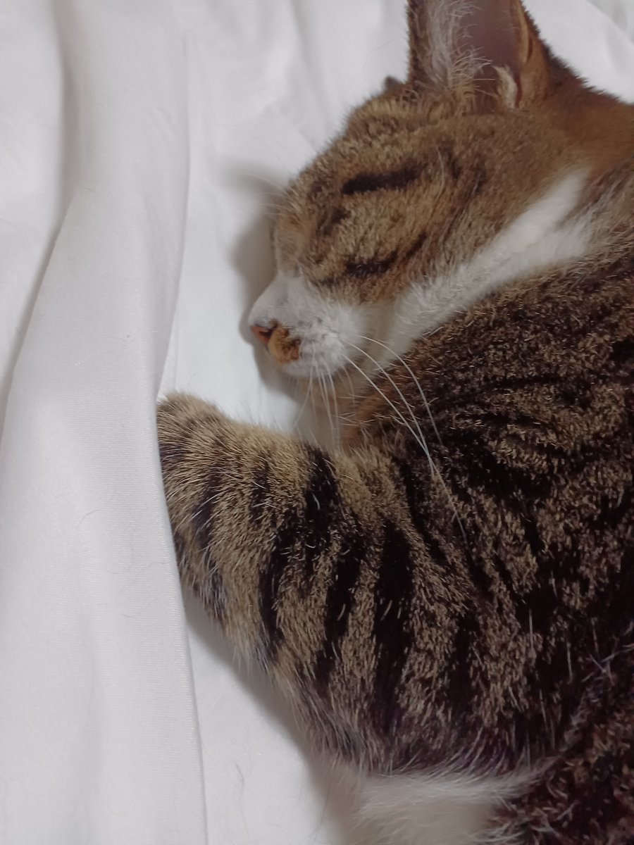 withj07's tweet photo. マナ病院に行って来ました。大丈夫という事でした。
白血球と血小板の値が少なくてルイを思い出しました。
マナ、いつも一緒にいるよね。 https://t.co/oiiz70OcRf