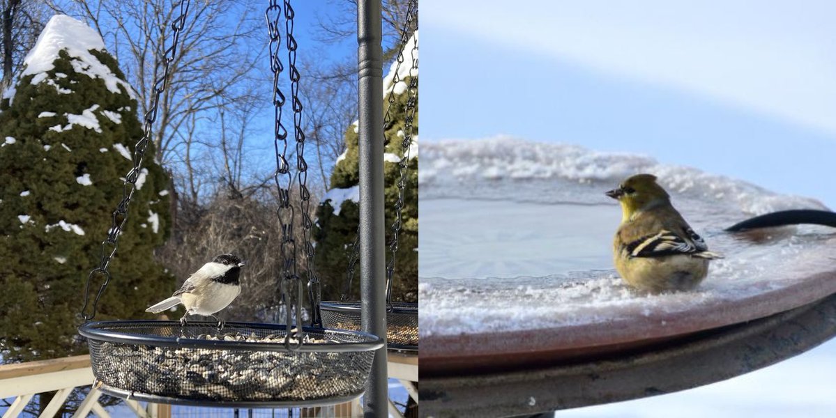 giveashitnature's tweet photo. There are millions of young birds across the country heading into their first ever winter. Most of them will be dead by spring. 

First-year mortality for small songbirds is brutal - up to 80% don't make it. And with 3 billion fewer birds in North America than there were in 1970, every one we help make it through winter is a win.

Four things you can do to move the needle:

1. Provide shelter. Shelter arguably matters as much or more than food. A small bird burns a relatively high number of calories overnight just trying to staying warm. Leave your nest boxes up, and consider building a brush pile to give small birds a place to hunker down.

2. Give them water. When it's below freezing outside, water is scarcer than food. A heated bath or a heater in the one you have is one of the highest-value things in a winter yard.

3. Leave the food that's already in your yard. Don't cut the seed heads. Coneflower, black-eyed Susan, sunflower, aster - don't rush to deadhead and clean up the garden.  Leave the berries on the winterberry and the dogwood.

4. Put the feeder up now. They might not need it yet, but birds work from a map of reliable food and learn it during the easy months. A feeder that appears in the middle of winter is one that can take weeks to be found.

What your yard does this winter could mean the difference between a dozen or so young birds making it, or losing the battle in their first winter.