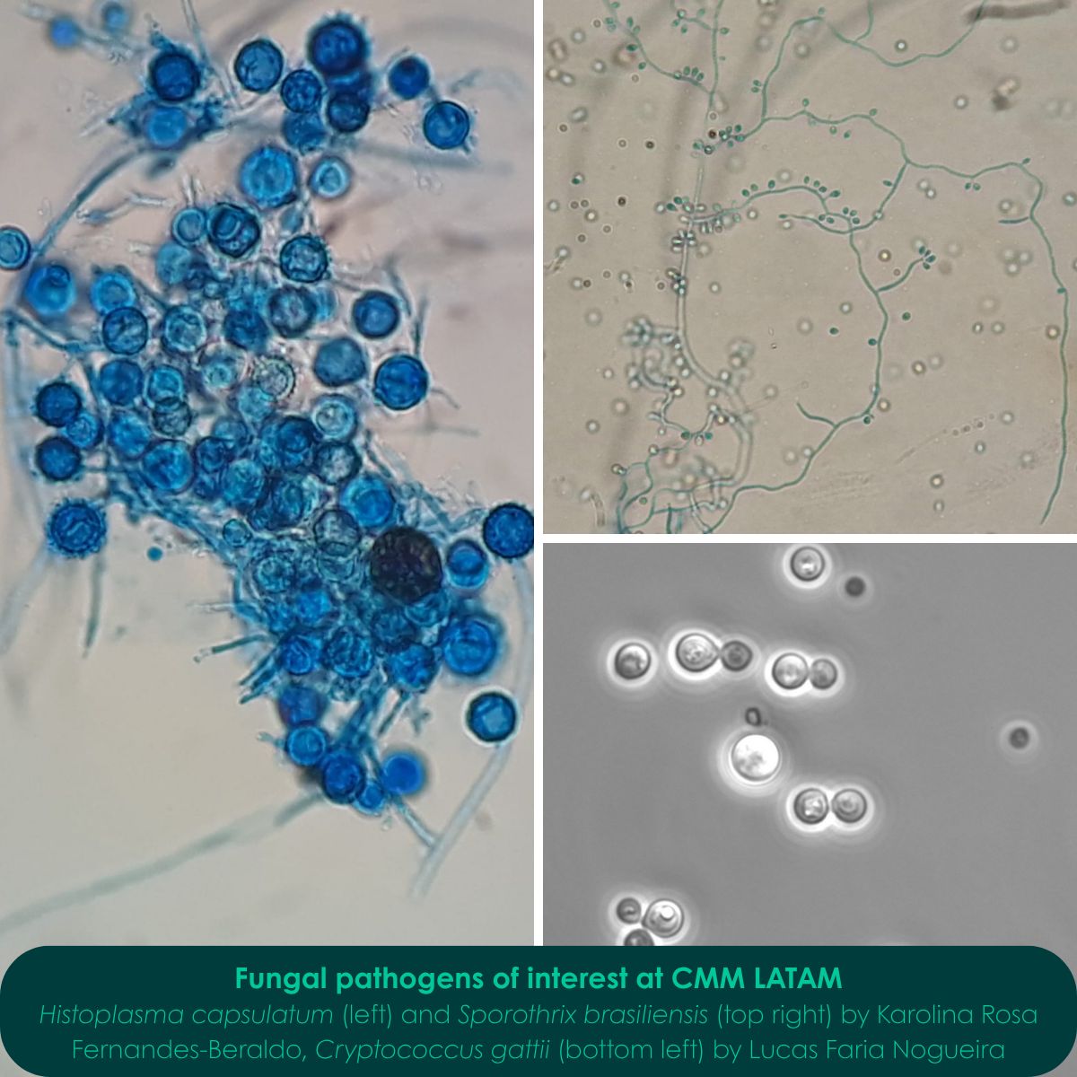 MRCcmm's tweet photo. π§« Itβs day 4 of FDAW 2026 itβs also @IntMicroDay
Today we're highlighting work across the MRC CMM, CMM AFRICA unit and CMM LATAM unit to understand the fungi that threaten human health & raise awareness of fungal infections.
#ThinkFungus26 #Fungi @CDCgov https://t.co/AECzQgw4fq