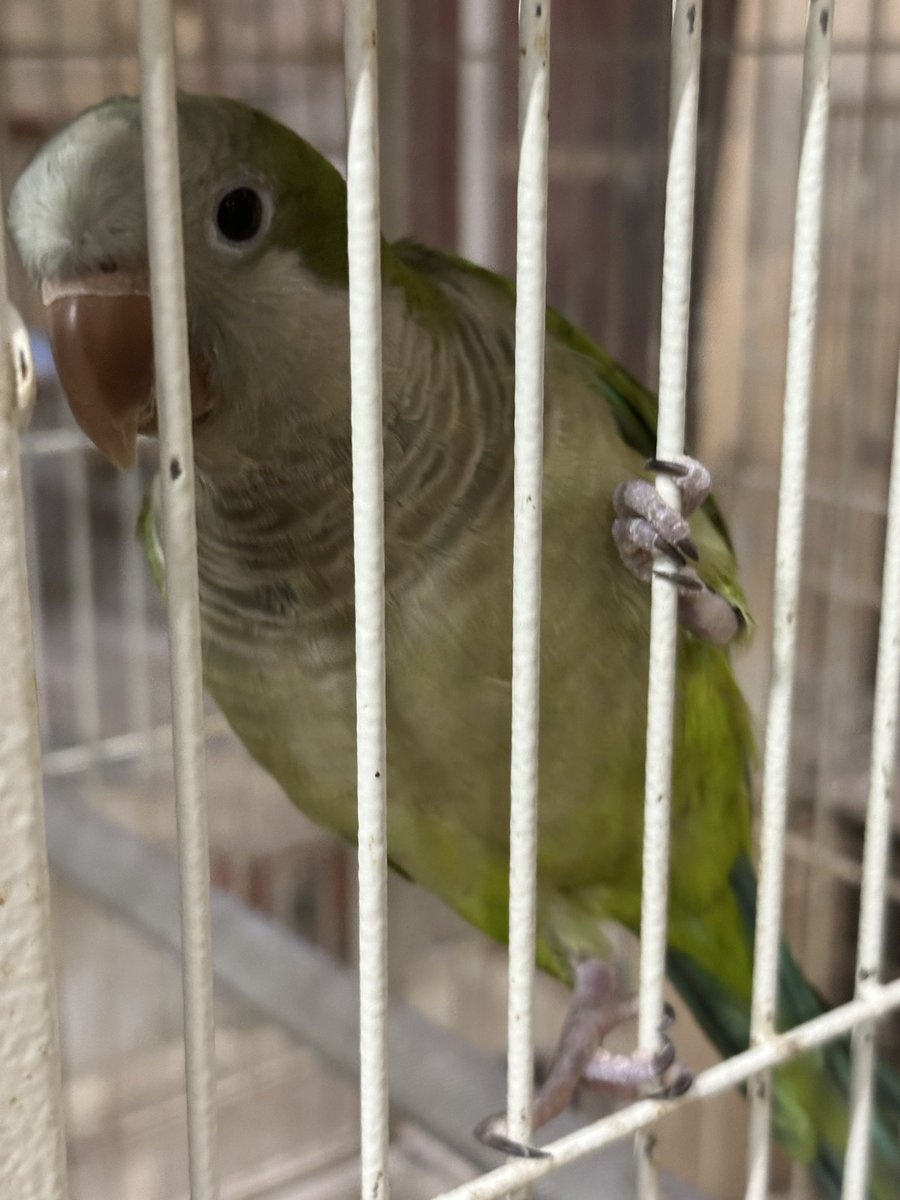 birdayr's tweet photo. サメクサインコ、オキナインコ、コミドリコンゴウインコ8羽
大切にしてくださる里親様を緊急募集しております。
飼い主が高齢で多頭飼育のためお世話が困難になってしまいました
現��補助する形でお世話に入っています https://t.co/nTgNaPEuAL