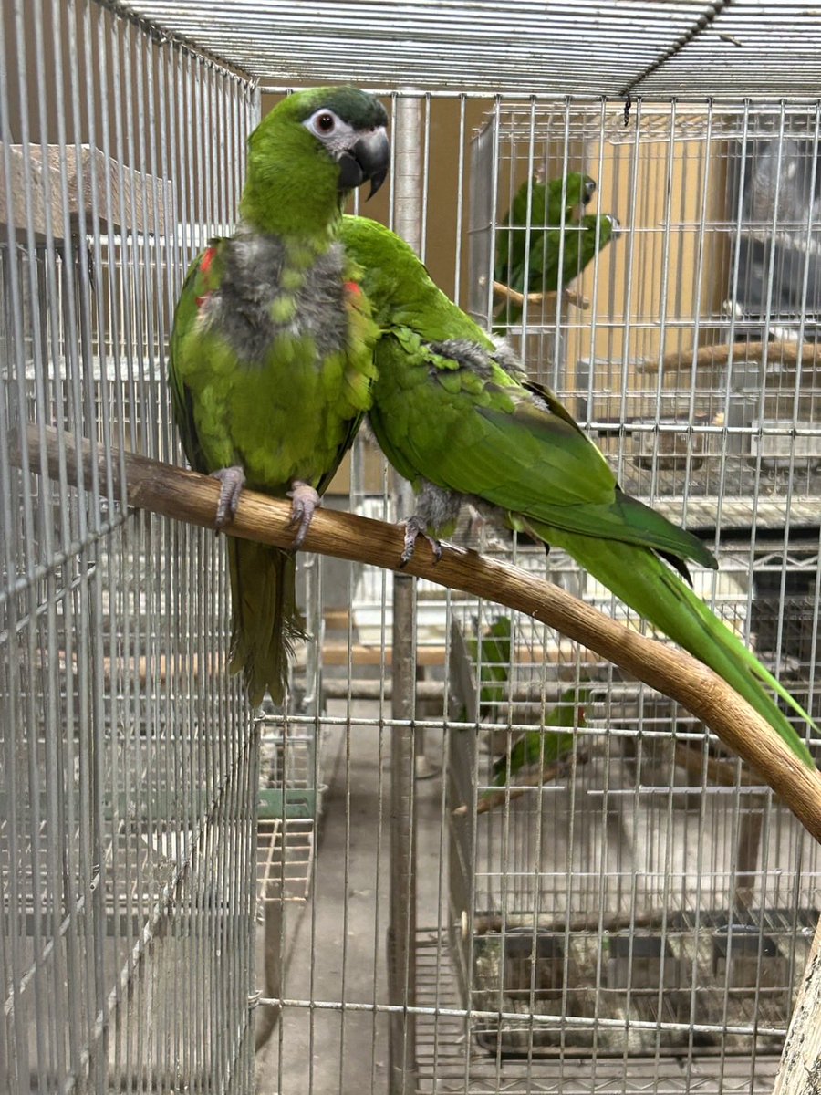 birdayr's tweet photo. サメクサインコ、オキナインコ、コミドリコンゴウインコ8羽
大切にしてくださる里親様を緊急募集しております。
飼い主が高齢で多頭飼育のためお世話が困難になってしまいました
現��補助する形でお世話に入っています https://t.co/nTgNaPEuAL