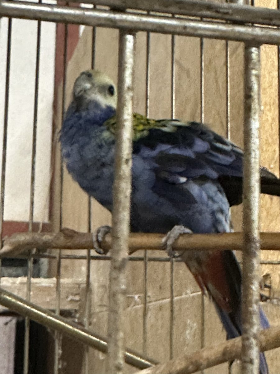 birdayr's tweet photo. サメクサインコ、オキナインコ、コミドリコンゴウインコ8羽
大切にしてくださる里親様を緊急募集しております。
飼い主が高齢で多頭飼育のためお世話が困難になってしまいました
現��補助する形でお世話に入っています https://t.co/nTgNaPEuAL