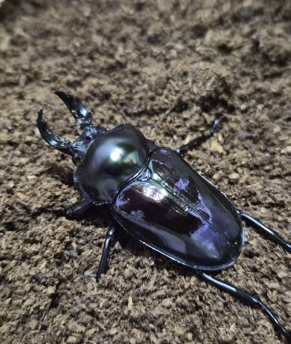 11D086pXRY8708's tweet photo. 先日羽化したニジイロクワガタ😀
身体の割には顎が短い。
ニジクワあまり詳しくないですが、ニジクワにも短歯型、長歯型があるのかな❓それとも血統によるものかな❓
同腹兄弟はこの子より身体小さく、長歯がいるんよね🙄
#クワガタ
#ニジイロクワガタ https://t.co/fxTRIX9207