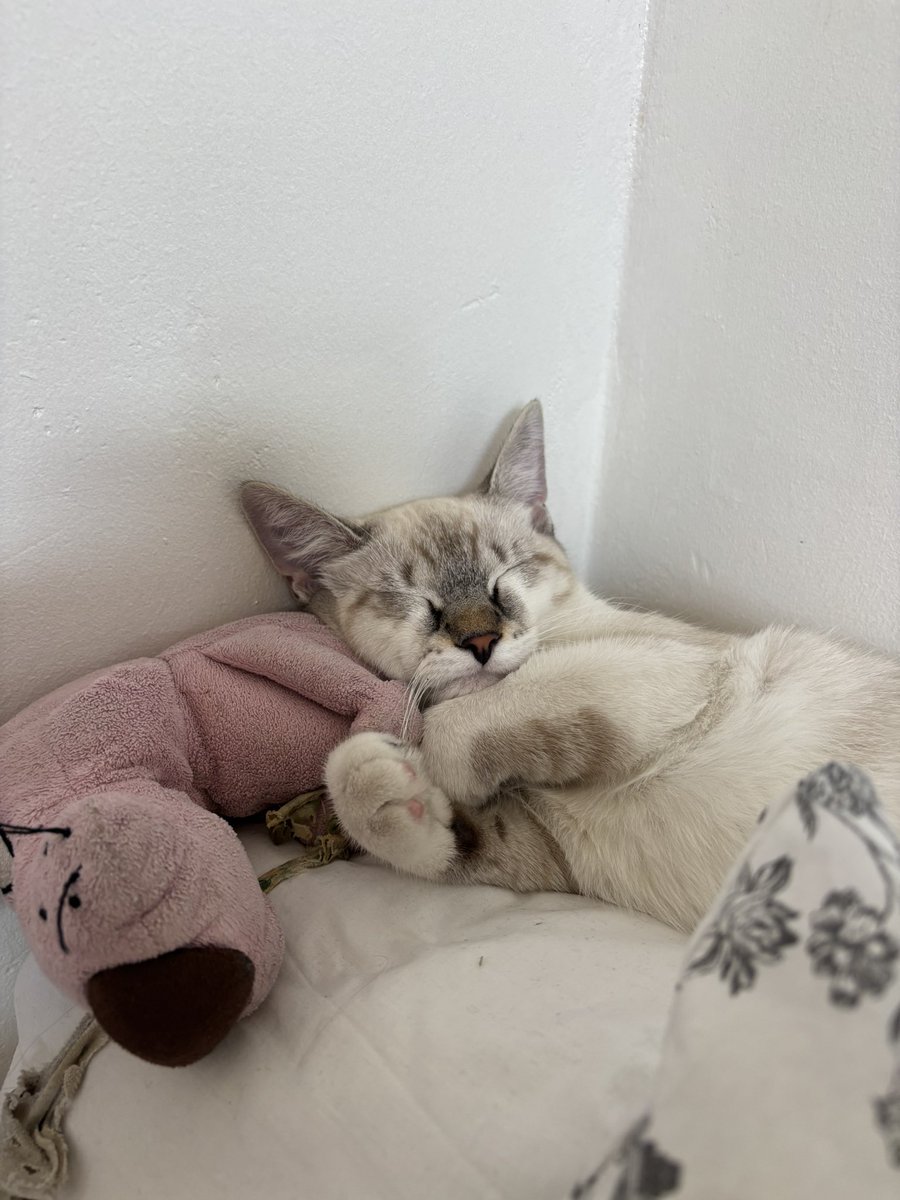 merlinternet's tweet photo. merlin câlin https://t.co/Fgc4oG6F8H