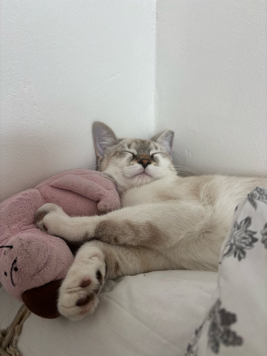 merlinternet's tweet photo. merlin câlin https://t.co/Fgc4oG6F8H