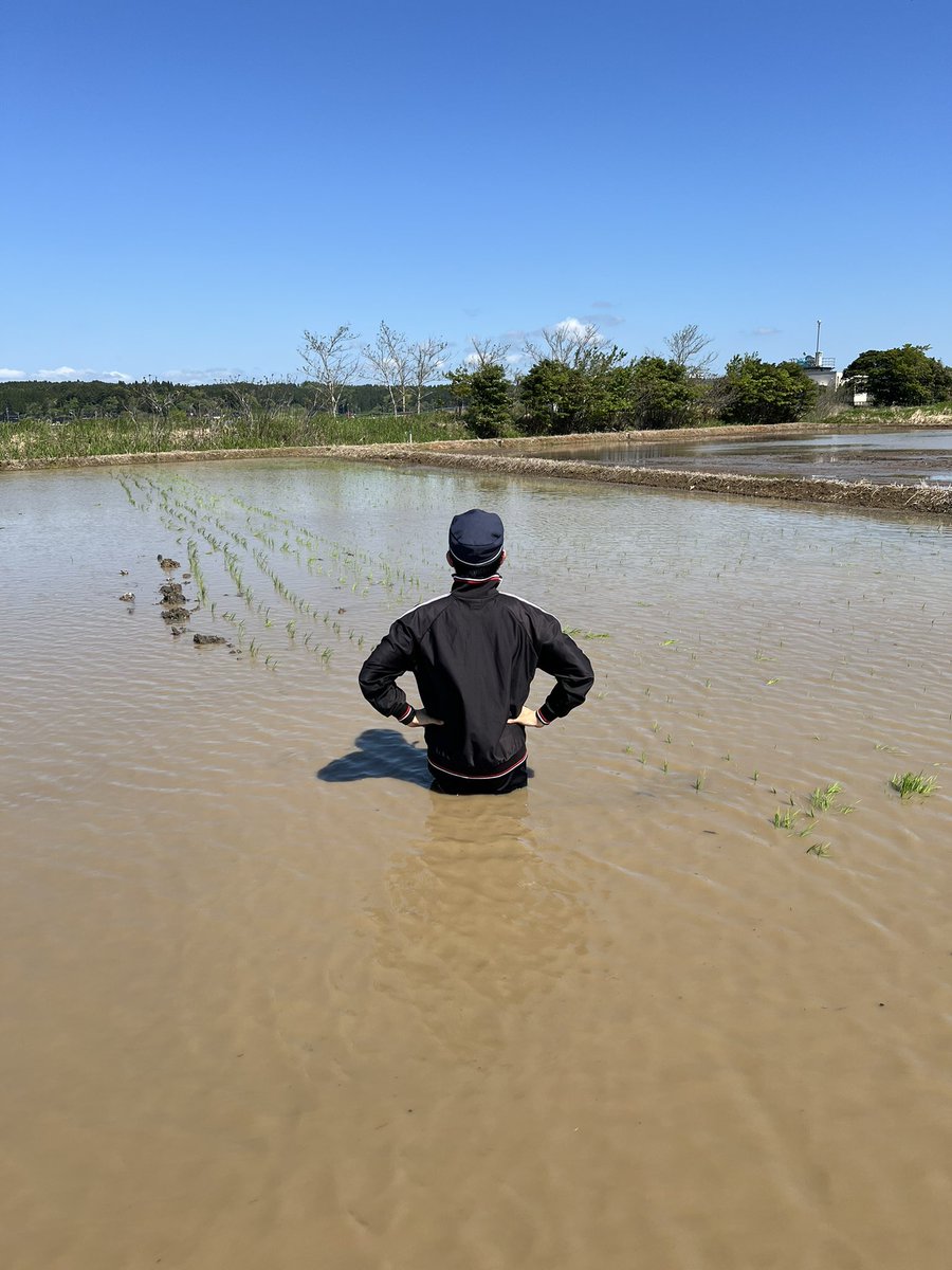 kzsanbeams's tweet photo. 高齢のため農業を辞める方から、田んぼを受け継ぎました。

稲は刈られないまま残り、草は背丈を越え、
人が入れば腰まで沈む。

家族や仲間と少しずつ復旧しましたが、
田植え機は完全に動けなくなりました。

そして一年後——
今度は、同じ場所へコンバインで入りました。

果たして、無事に収穫できたのか。

その後はリプ欄へ続きます👇