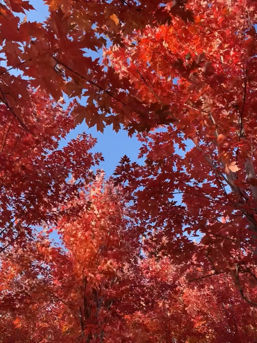 aislw943614's tweet photo. Our campus photography club is hosting a 2-hour street photography walk this Sat at 10AM at city center! Beginners u0026 pros all welcome—bring your camera (or phone) u0026 snap the city’s fall vibes! Tag a friend who’d join! https://t.co/bvijwzwdjd