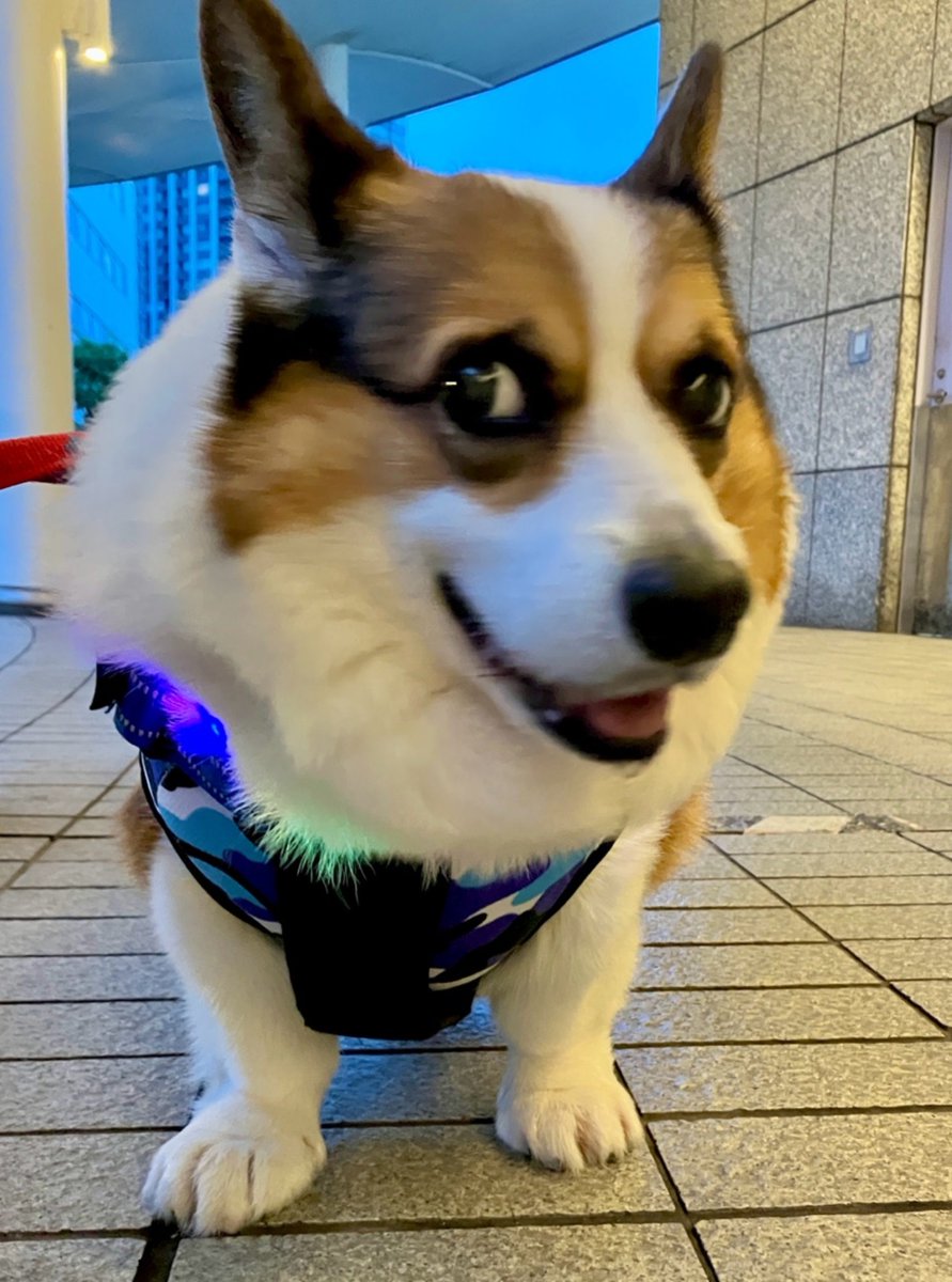 wanwankogen's tweet photo. お散歩の時間がだんだん暗くなってきたから久しぶりに電飾復活!
(我が家ではエレクトリカルパレードと呼ばれてる)
毛がもふもふ過ぎてすっかり埋もれてよく見えない🤭 https://t.co/QPC3LvG9W1