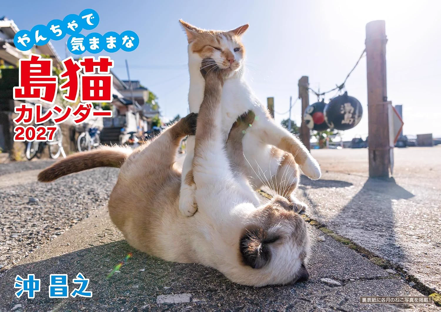 猫M 最終値下げしました！　画像1 + 10 猫写真家 沖 昌之 (MASAYUKI OKI) on X: 