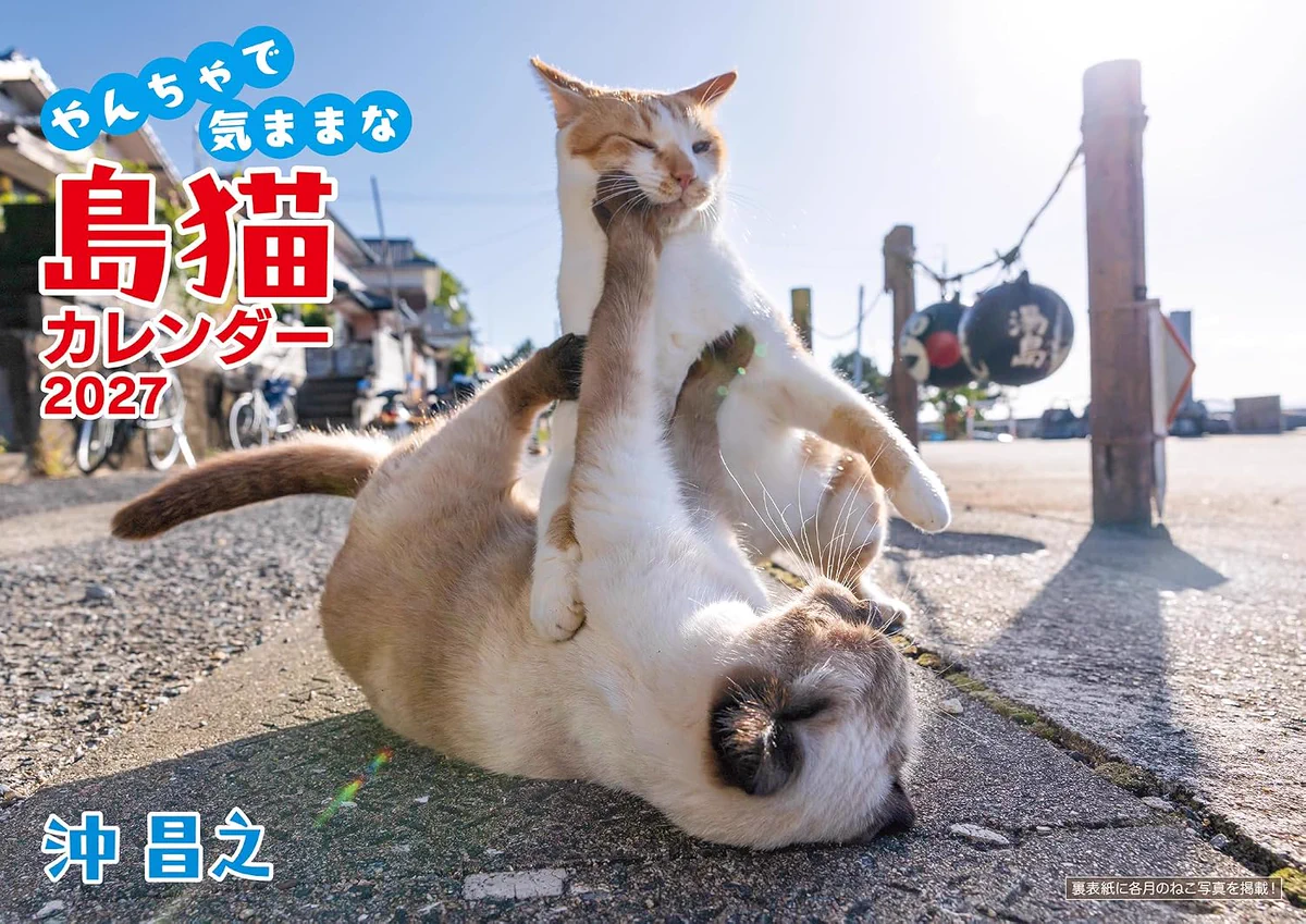 猫写真家 沖 昌之 (MASAYUKI OKI) on X: 