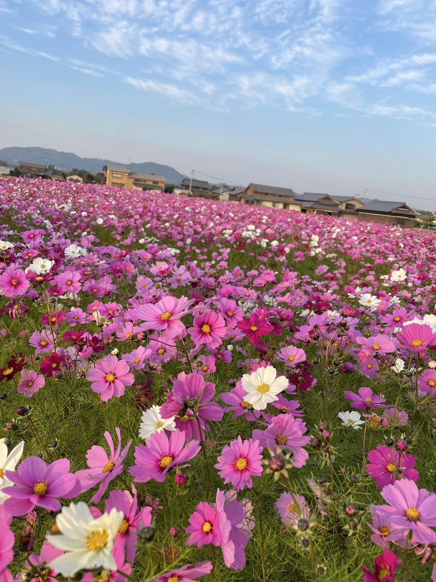 MayaS2x's tweet photo. 人がよーけおる場所で住むと
季節を感じられる場所に出かけんと
自然の見頃や感性が
わからんよーなるし段々と失われてく。

嫌やわぁ。... https://t.co/qkCAqYKIpJ