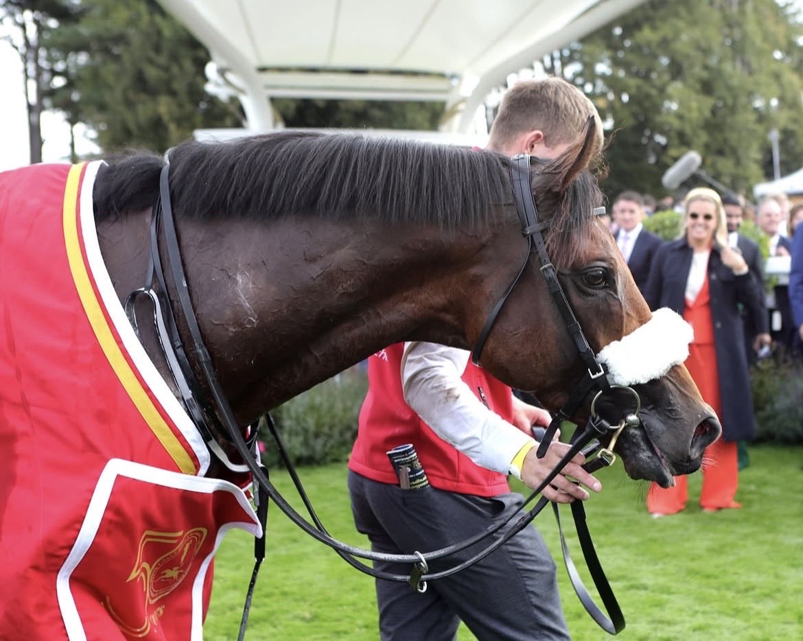widdenstud's tweet photo. The response to our recent announcement has been Hotazhell🔥

Thank you so much for all the lovely messages of support and congratulations.

We’re incredibly excited to welcome this three time Group 1 winner to Widden for the 2027 season! ✨  

#hotazhell #2027breedingseason #australia #futuresire #champion