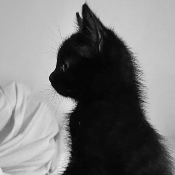 jijipurr's tweet photo. 🐈‍⬛  ₊🐾 ˚⊹ https://t.co/691NqYpP1N