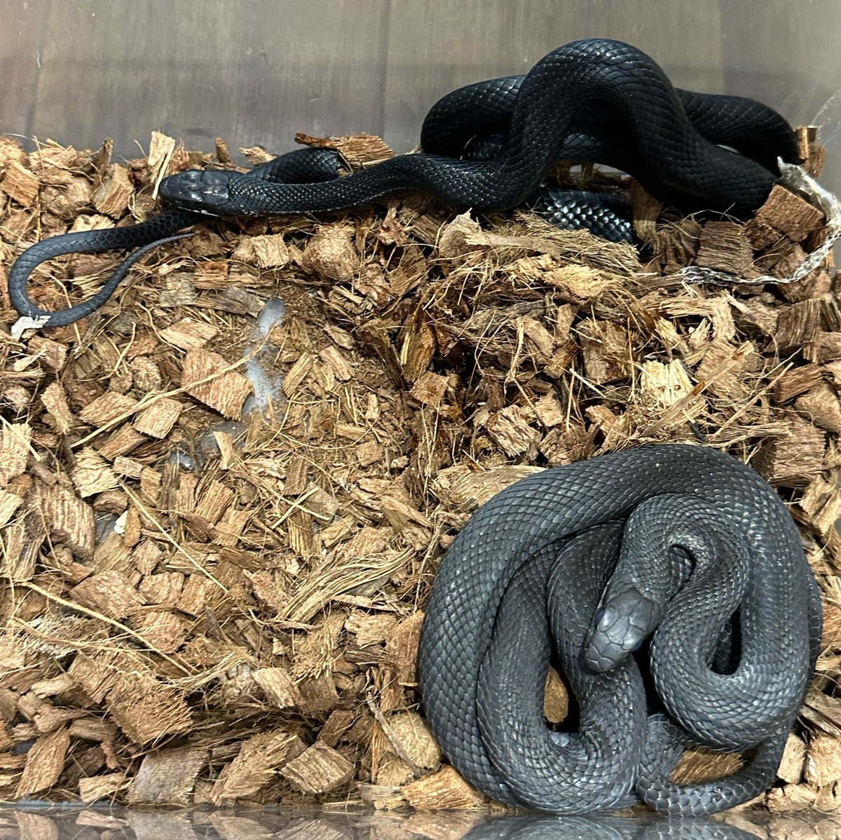 animal_KOBAR's tweet photo. カラスヘビ2匹入荷してます🐍
真っ黒ですごくかっこいいのと、マウス食べてます🐀
飼育はしやすいかとおもいます✌🏻
1匹は脱皮前です😅
#札幌爬虫類 #animalkobar #アニ���ルコバー #コバー #札幌爬虫類ショップ #カラスヘビ https://t.co/Y3l1LWxNZg