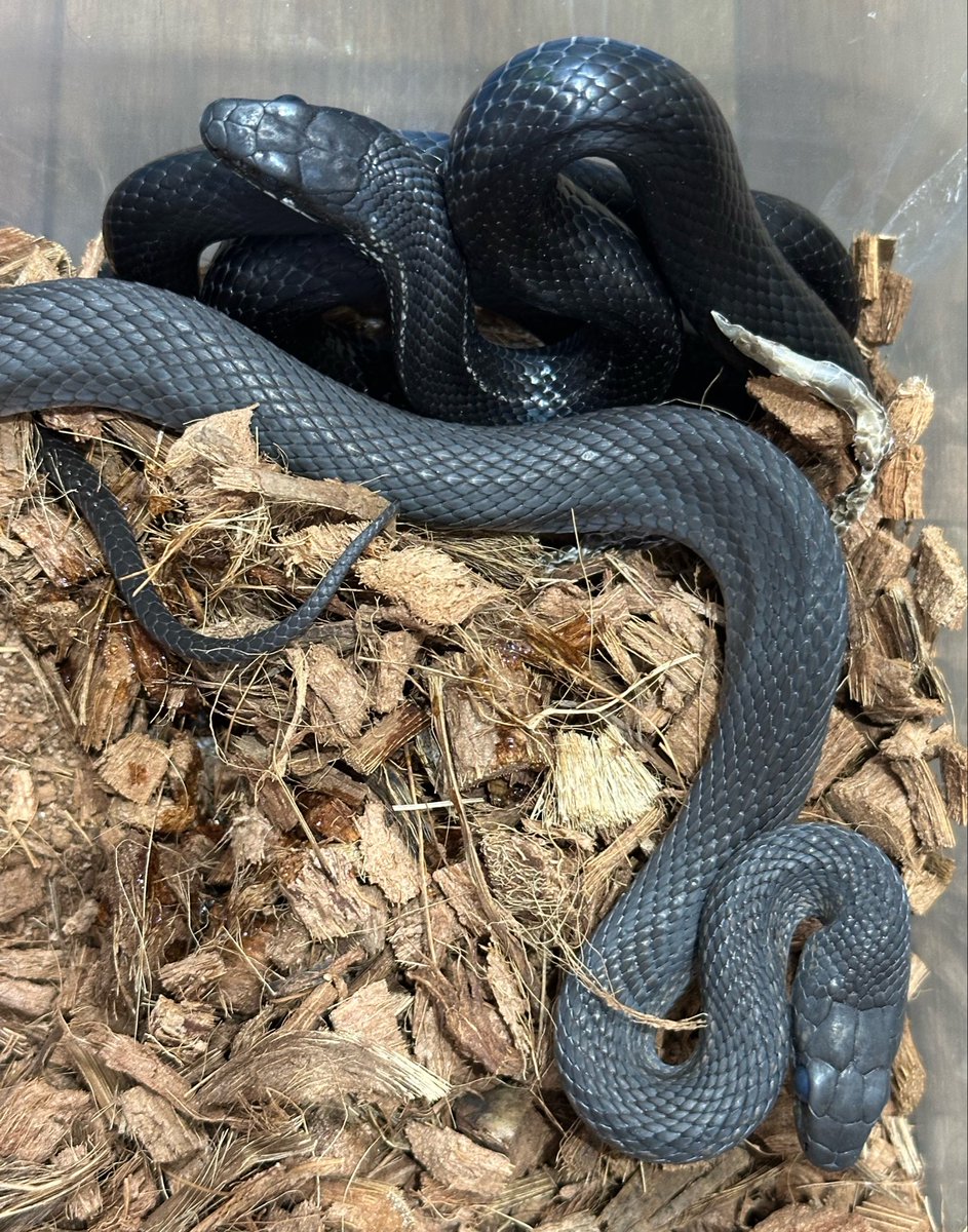 animal_KOBAR's tweet photo. カラスヘビ2匹入荷してます🐍
真っ黒ですごくかっこいいのと、マウス食べてます🐀
飼育はしやすいかとおもいます✌🏻
1匹は脱皮前です😅
#札幌爬虫類 #animalkobar #アニ���ルコバー #コバー #札幌爬虫類ショップ #カラスヘビ https://t.co/Y3l1LWxNZg