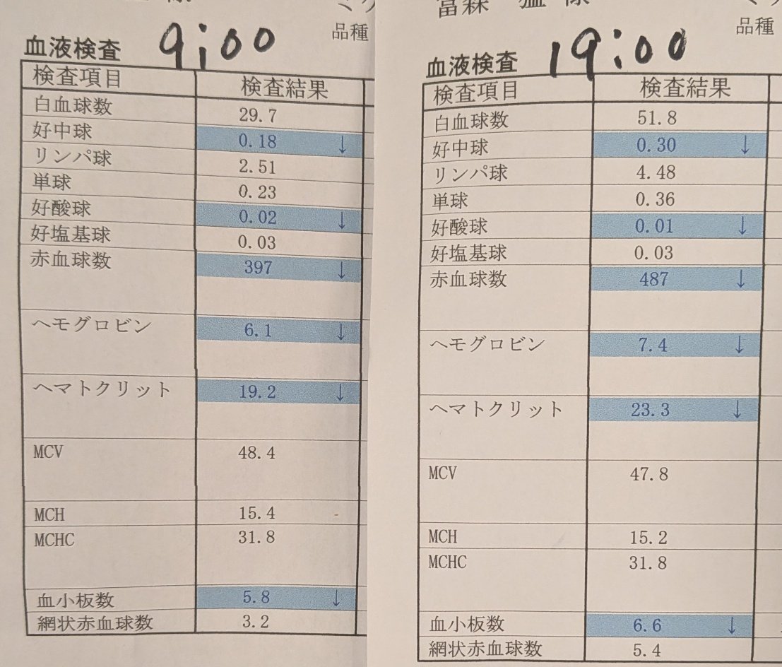 ojm52811's tweet photo. ミケちゃん無事帰ってきました！輸血後の数値は1日でかなり改善👏 ただこれは「輸血効果」での数値ですのでこれからが正念場です。そうはいっても素晴らしい結果。支えてくださった皆様、猫ちゃんのお陰です。
ミケちゃん「ふぅ〜。病院のオープンラストの長い1日だったわ。皆さん応援ありがとね〜！」 https://t.co/Xg6KfDzou9