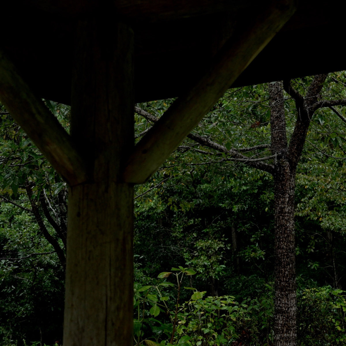 Forestofwing's tweet photo. こんばんは、フォレストです🌙

明日9月18日(金)よる9時から、
「【雨音】森の中で雨の音を聴きながらリラックスする 3時間」をプレミア公開します。

森の中で降る雨の音を聴きながら、ゆっくりとおくつろぎください😪🌧️

明日の夜、お待ちしています🌲 https://t.co/j2BFCsulkU