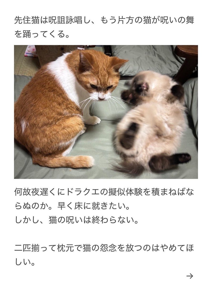 yalalalalalala's tweet photo. 【猫の行動の意味の注意喚起】

不調の際の行動以外にも注意が必要でした。 https://t.co/1i3ziS1xTe